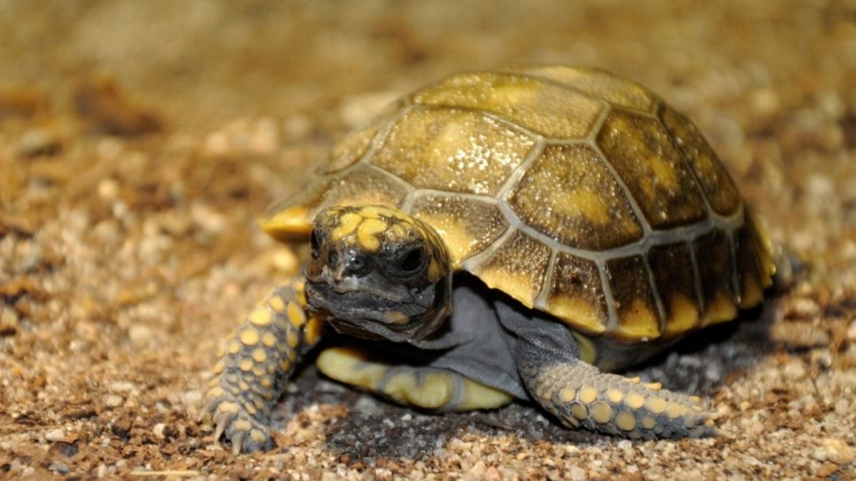 Zlínská zoo loni jako jediná ve světě odchovala mládě želvy mohutné